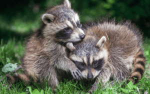 how to get rid of raccoons