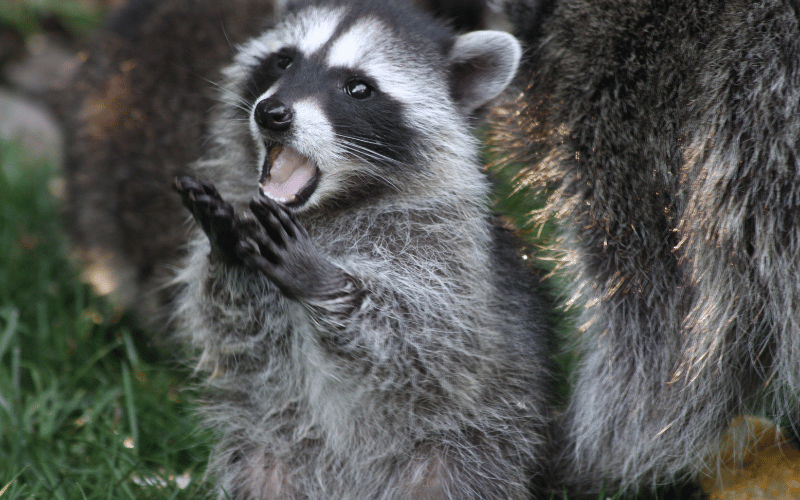 raccoon removal austin texas