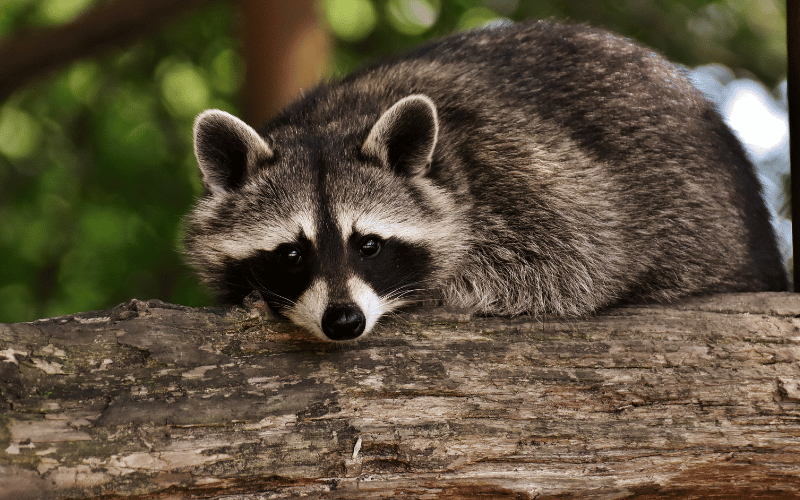 New York raccoon removal