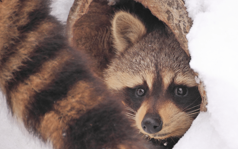 detroit raccoon removal