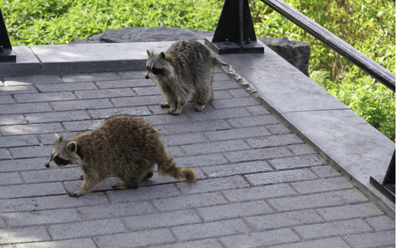 los angeles raccoon removal