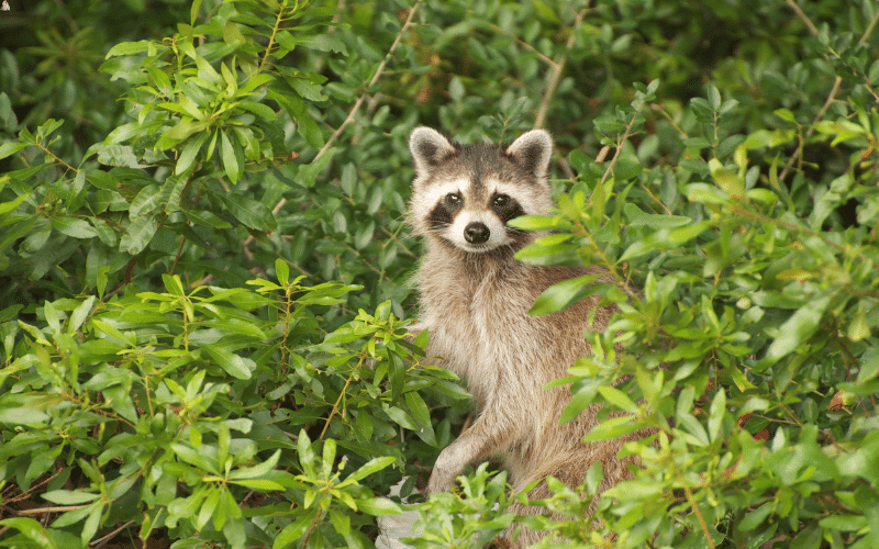 raccoon removal detroit