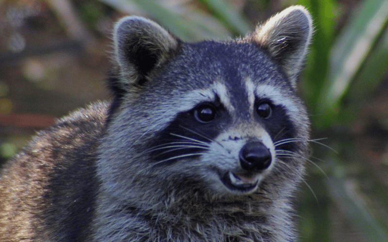 raccoon removal kenosha wi