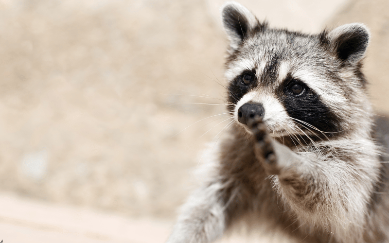 raccoon removal phoenix