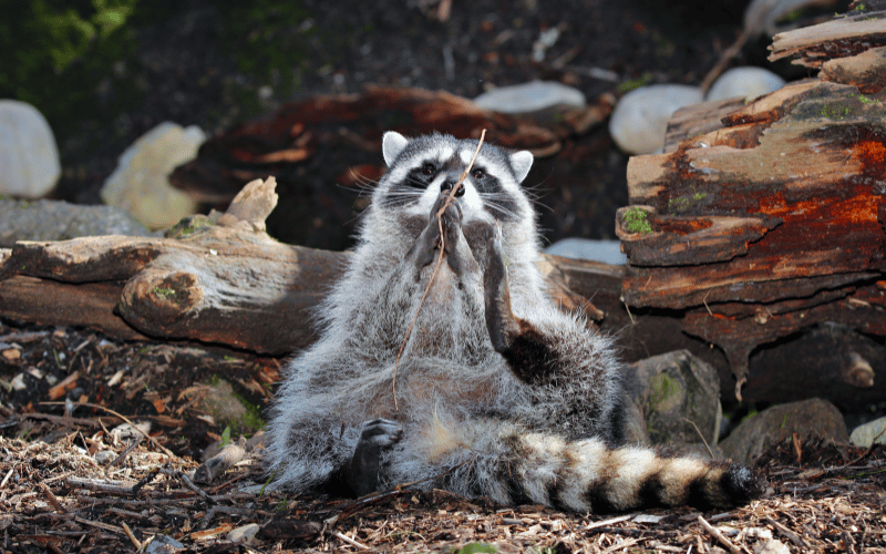 raccoon removal portland