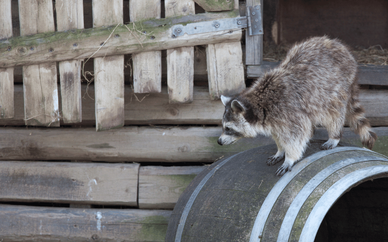 raccoon removal san antonio