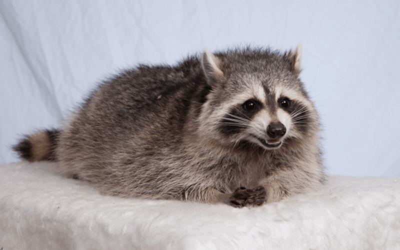 raccoon removal san diego