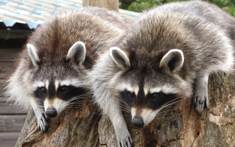 raccoon removal seattle