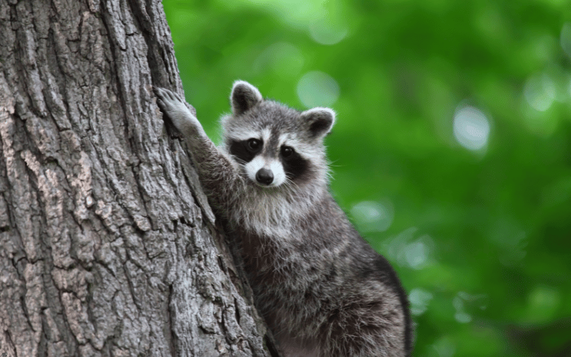 Raccoon Removal From Tree