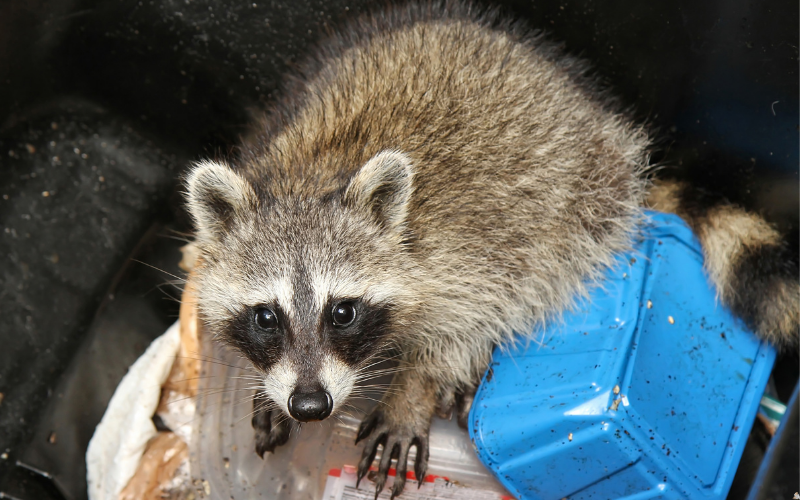 raccoon proof garbage can