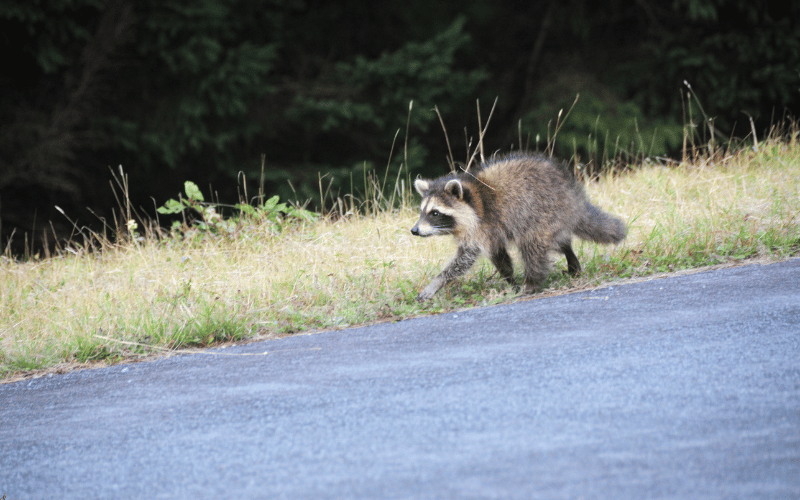 raccoon removal charlotte