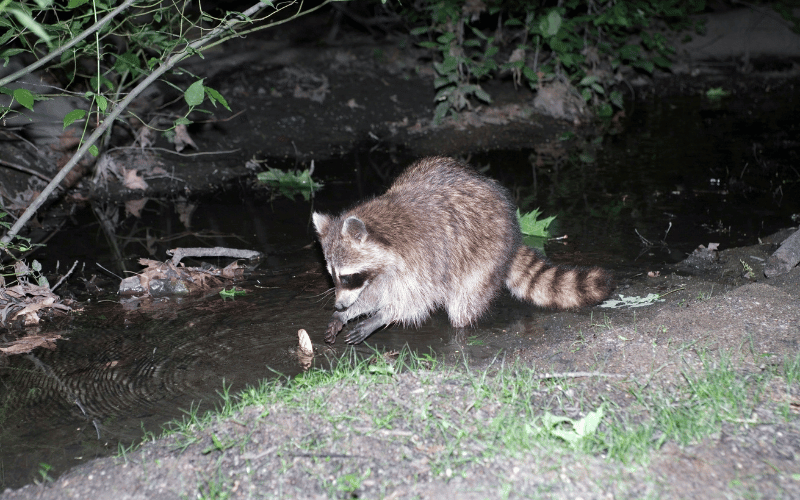 raccoon removal in dallas