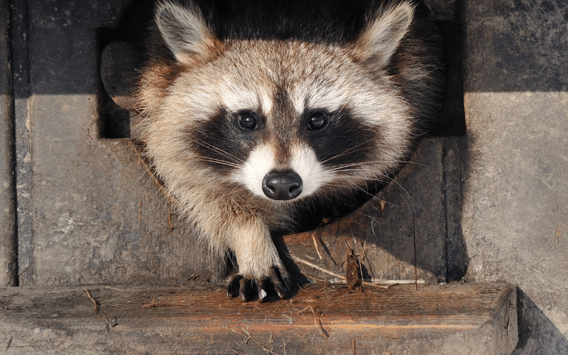 san jose raccoon removal